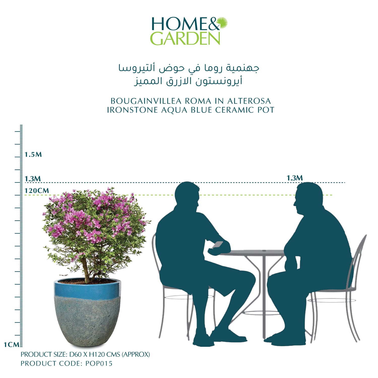 BOUGAINVILLEA ROMA IN ALTEROSA IRONSTONE AQUA BLUE CERAMIC POT - جهنمية روما في حوض ألتيروسا أيرونستون الازرق المميز