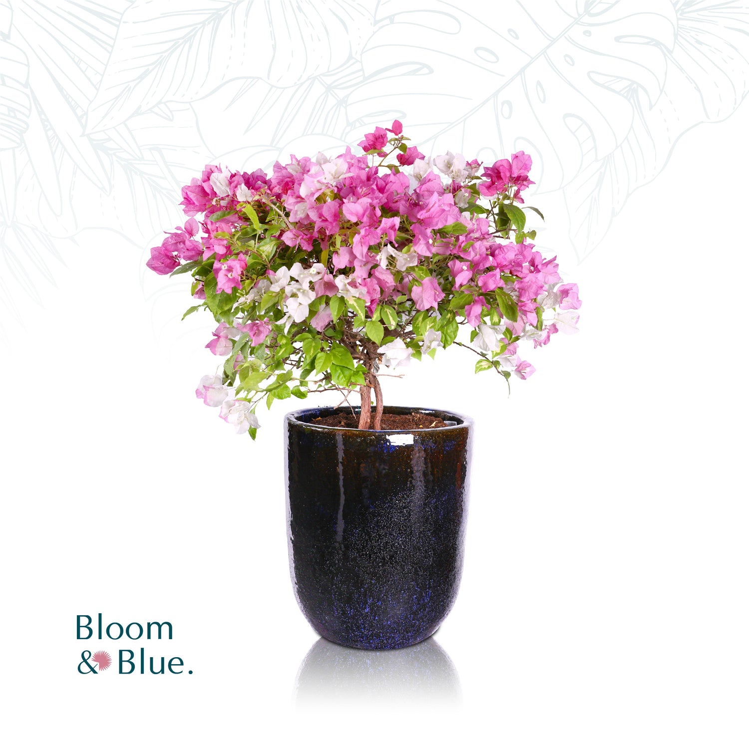 BOUGAINVILLEA IN GLAZED BLUE CERAMIC POT - جهنمية - في حوض سيراميك أزرق