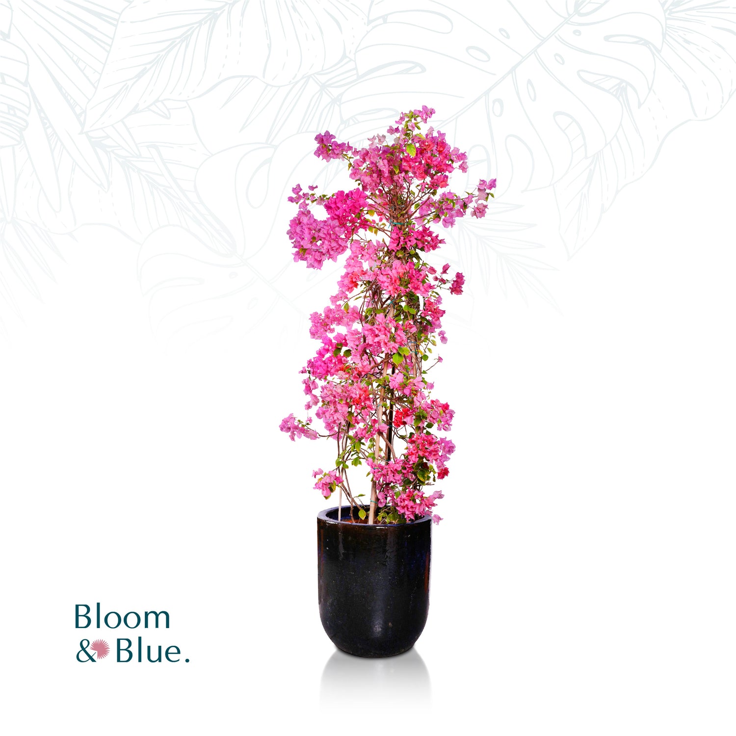 BOUGAINVILLEA ROMA IN GLAZED BLUE CERAMIC - جهنمية - في حوض سيراميك أزرق