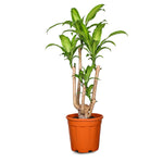 DRACAENA MASSANGEANA FRAGANS BRANCHED H24" دراسينا ماسنجانا