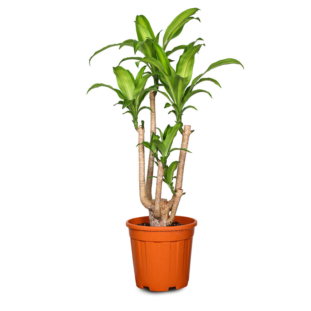 DRACAENA MASSANGEANA FRAGANS BRANCHED H24" دراسينا ماسنجانا