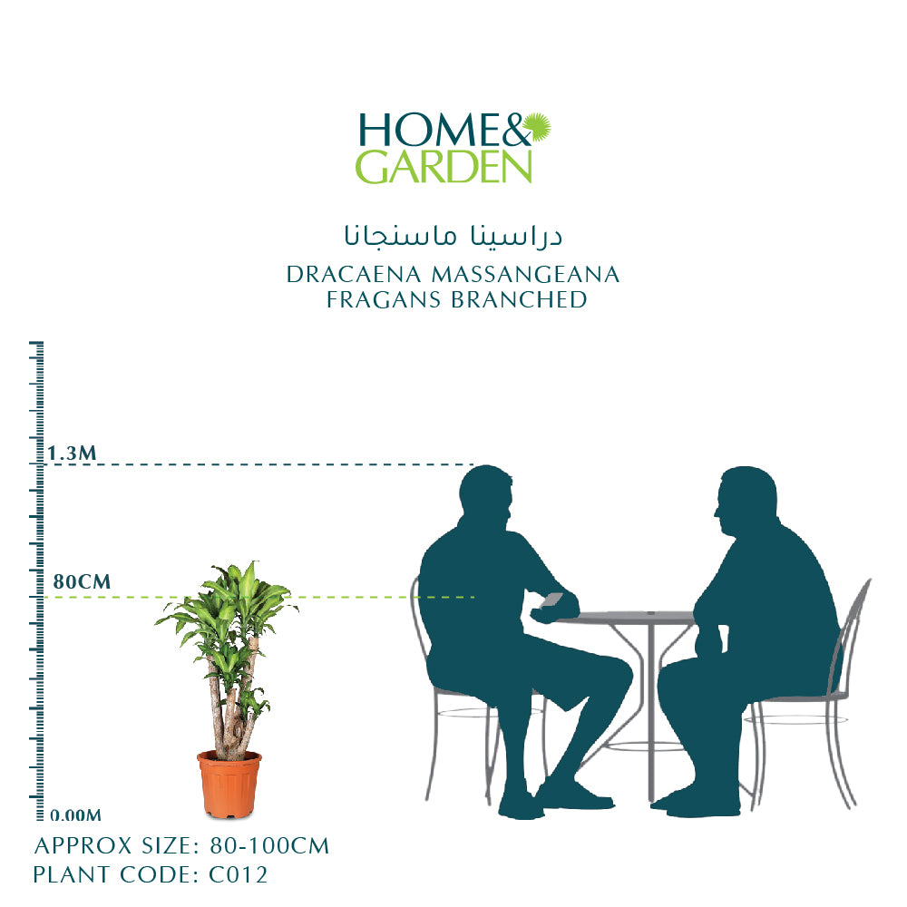 DRACAENA MASSANGEANA FRAGANS BRANCHED H24" دراسينا ماسنجانا