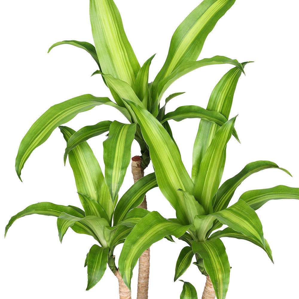 DRACAENA MASSANGEANA FRAGANS BRANCHED H24" دراسينا ماسنجانا