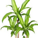 DRACAENA MASSANGEANA FRAGANS BRANCHED H24" دراسينا ماسنجانا