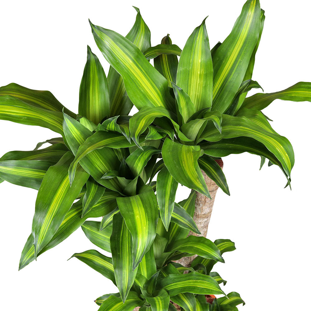 DRACAENA MASSANGEANA FRAGANS BRANCHED H24" دراسينا ماسنجانا