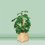 MONSTERA MOSS STICK IN BAMBOO POT - مونستيرا في حوض البامبو المميز