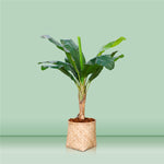 ARTIFICIAL BANANA LEAF IN NATURAL BAMBOO POT - الموز الصناعي في حوض البامبو