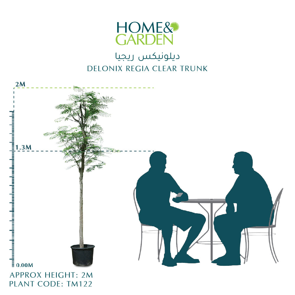DELONIX REGIA ديلونكس ريجا
