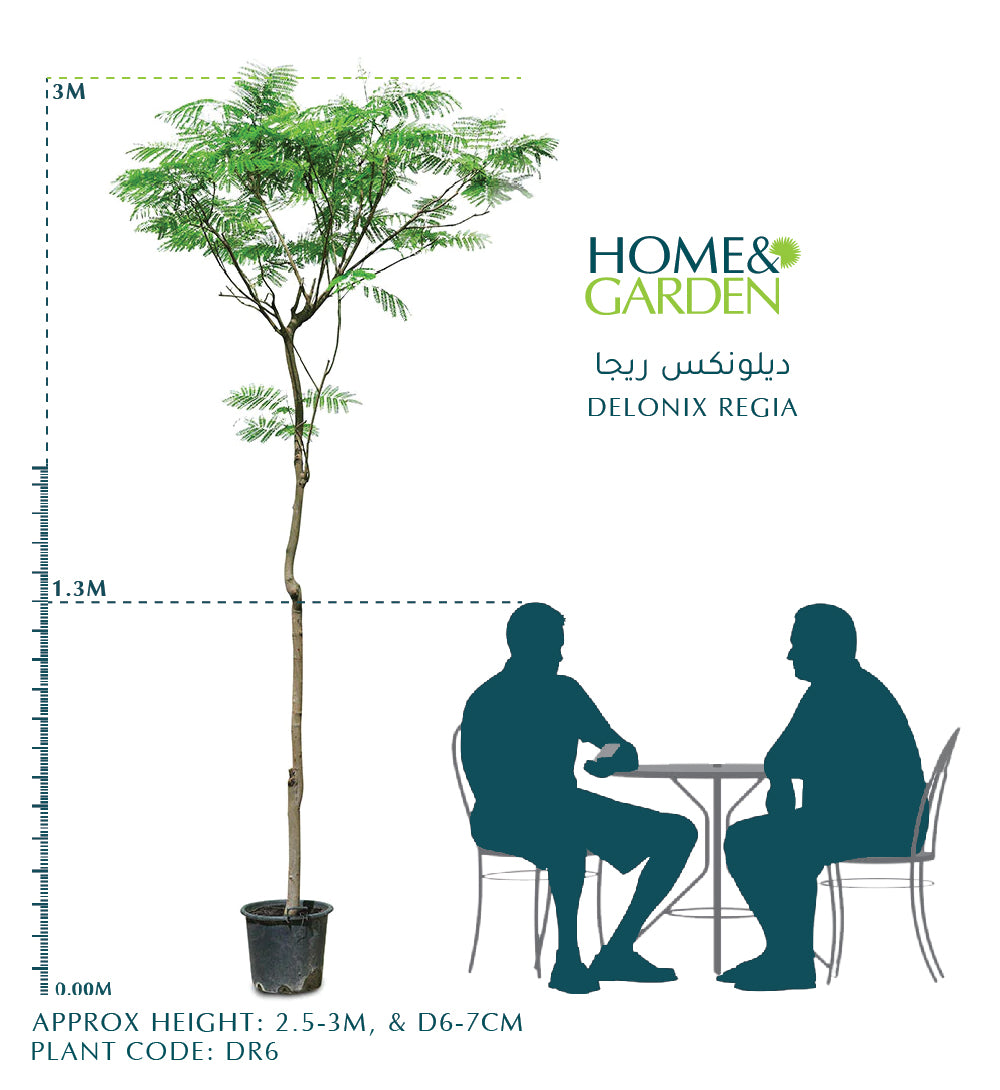 DELONIX REGIA ديلونكس ريجا