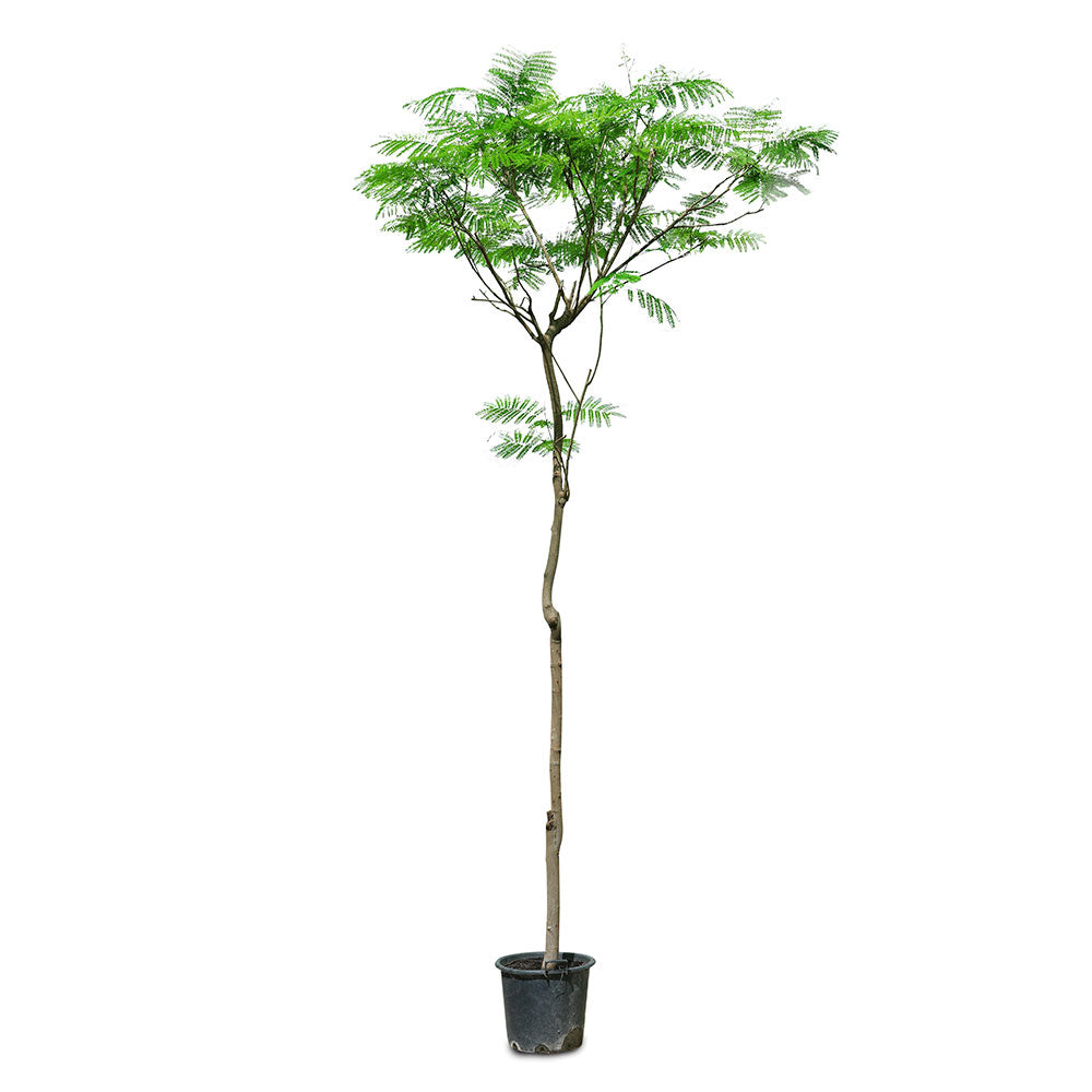 DELONIX REGIA ديلونكس ريجا