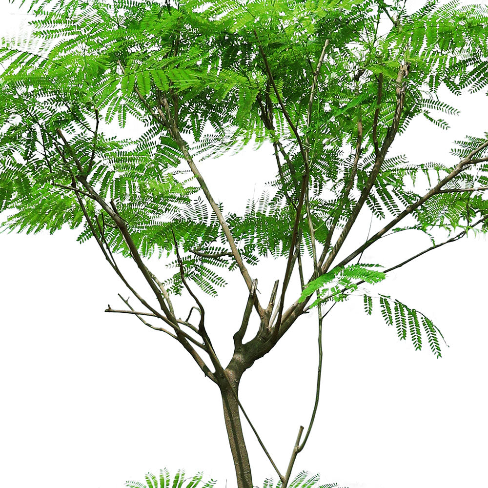 DELONIX REGIA ديلونكس ريجا