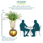 DRACAENA DRACO BRANCHED IN MAPUTO HONEY GRADIENT POT دراسينا دراكو المتفرعه في حوض مابوتو
