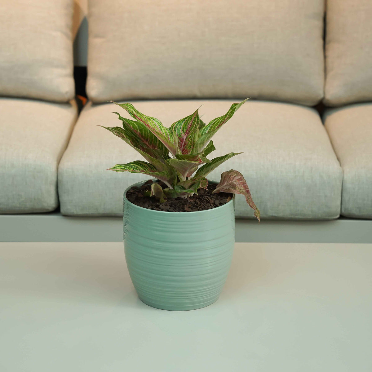 AZURE BLISS AGLAONEMA - أجلونيما