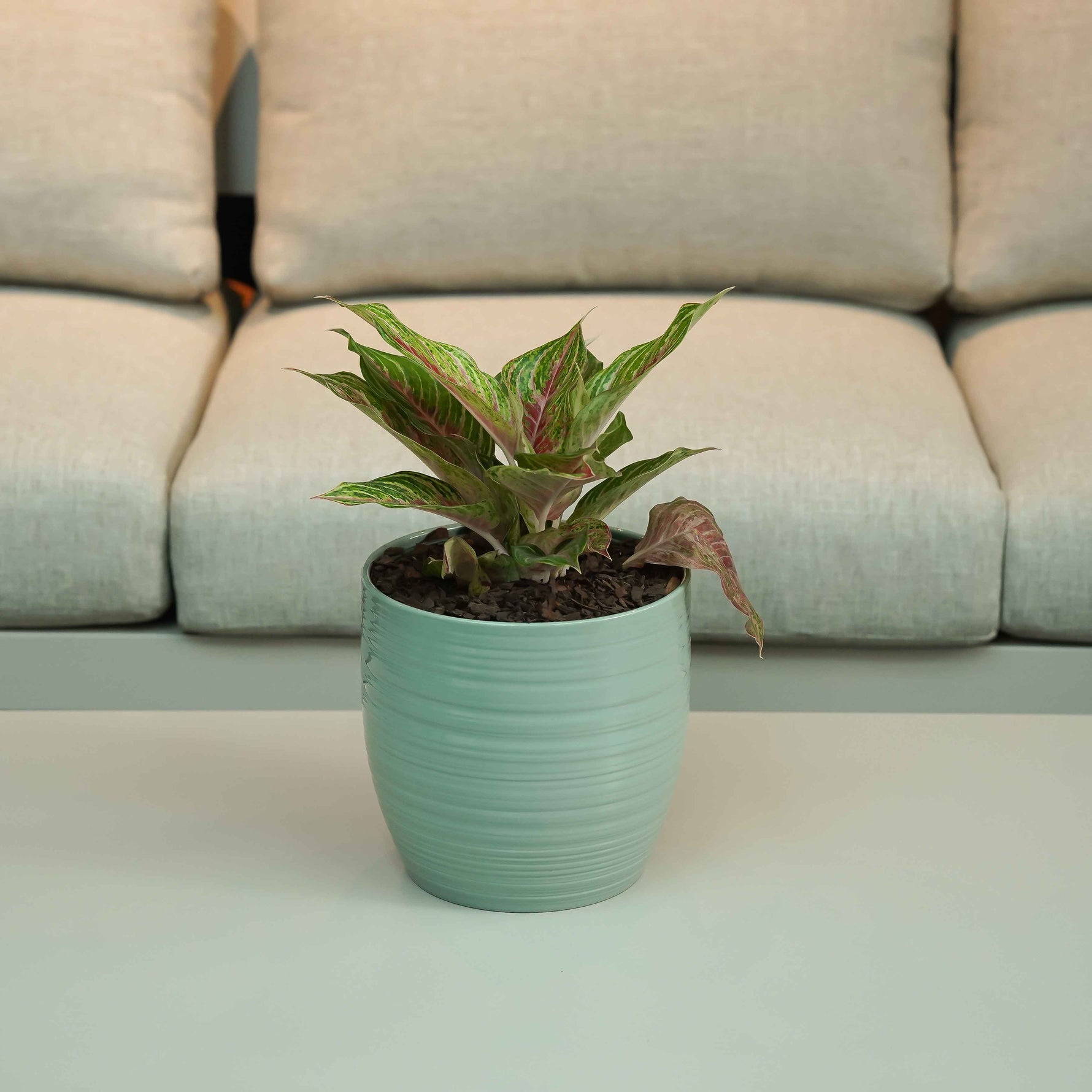 AZURE BLISS AGLAONEMA - أجلونيما