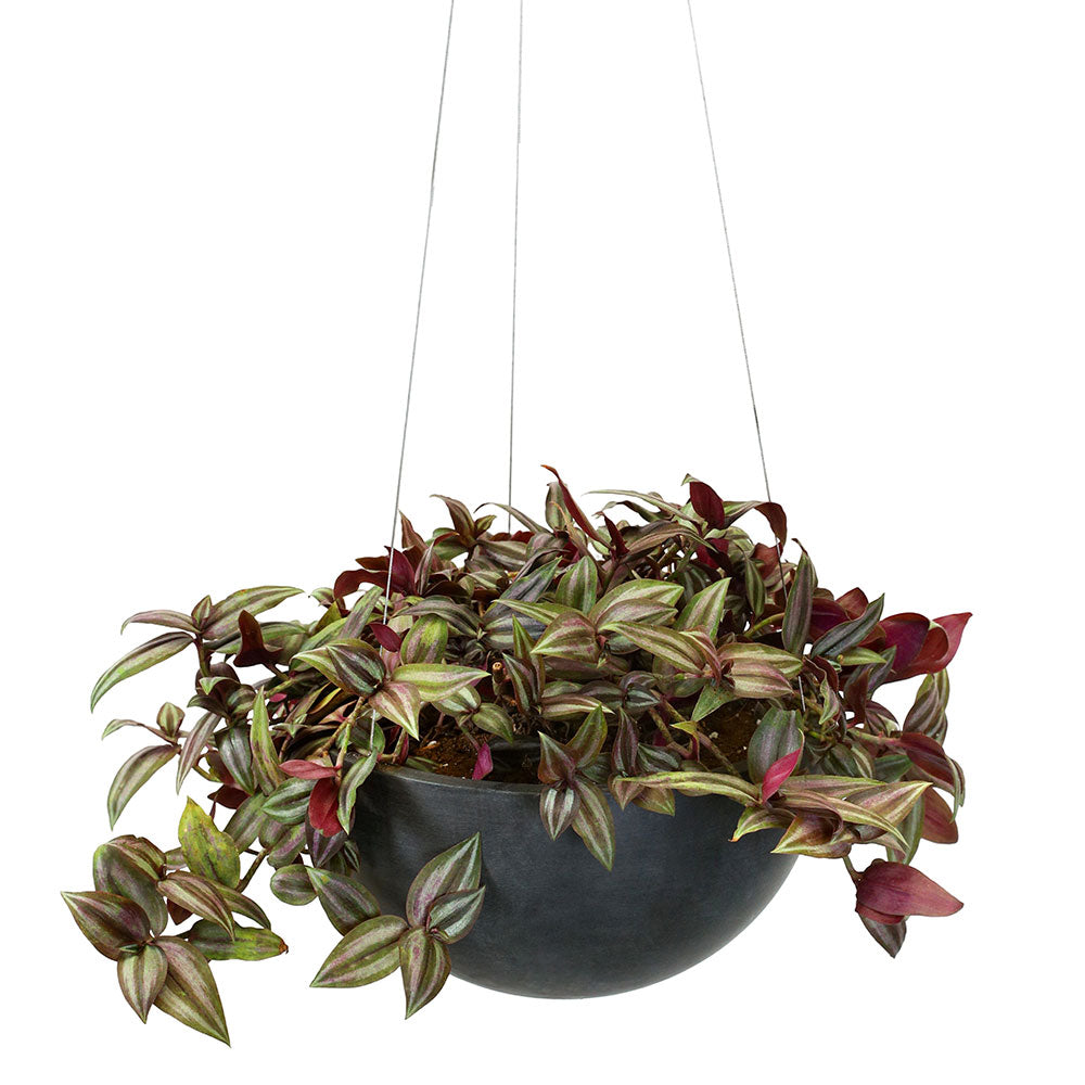 TRADESCHANTIA IN BLACK HANGING POT - تريدسكانتيا في وعاء معلق أسود