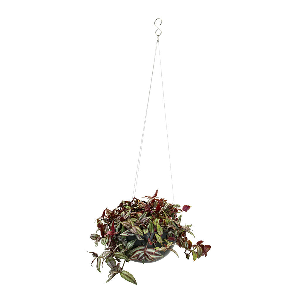 TRADESCHANTIA IN BLACK HANGING POT - تريدسكانتيا في وعاء معلق أسود