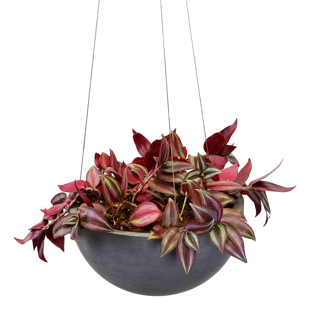 TRADESCHANTIA IN GREY HANGING POT - تريدسكانتيا في وعاء معلق رمادي