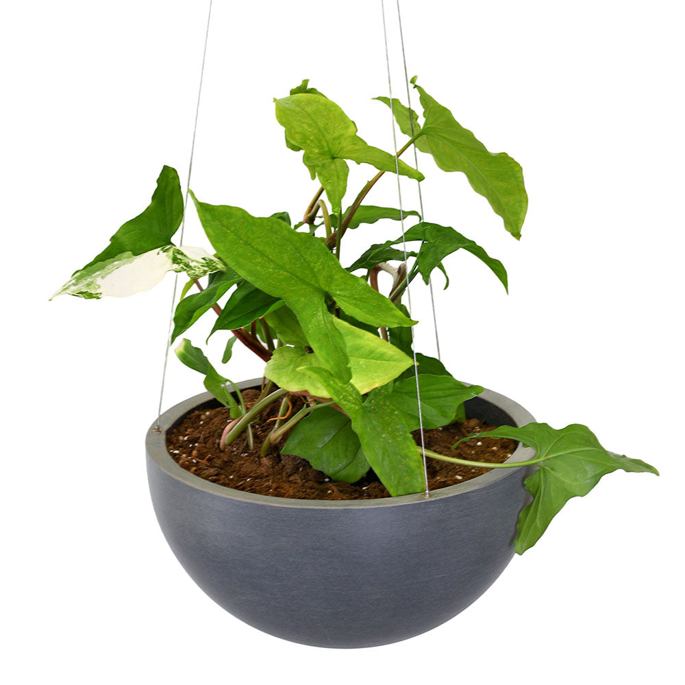 SYNGONIUM IN GREY HANGING POT - سينجونيوم في وعاء معلق رمادي
