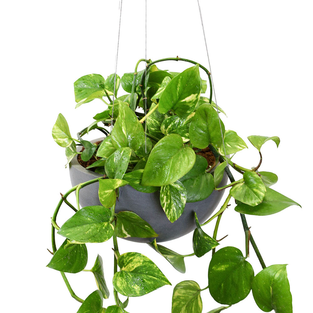 EPIPREMNUM IN GREY HANGING POT - إيبيبريمينوم (بوتس) في وعاء معلق رمادي