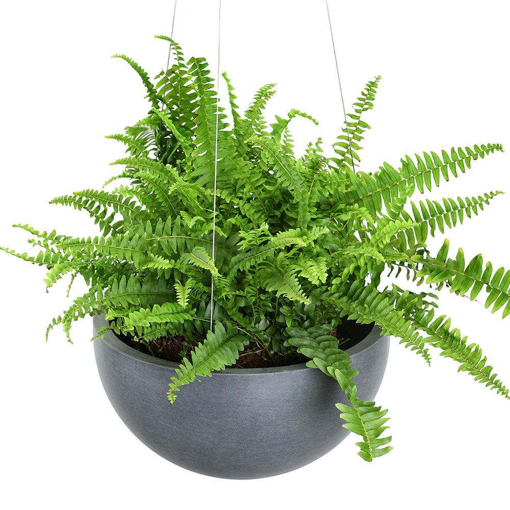 NEPHROLEPIS IN GREY HANGING POT