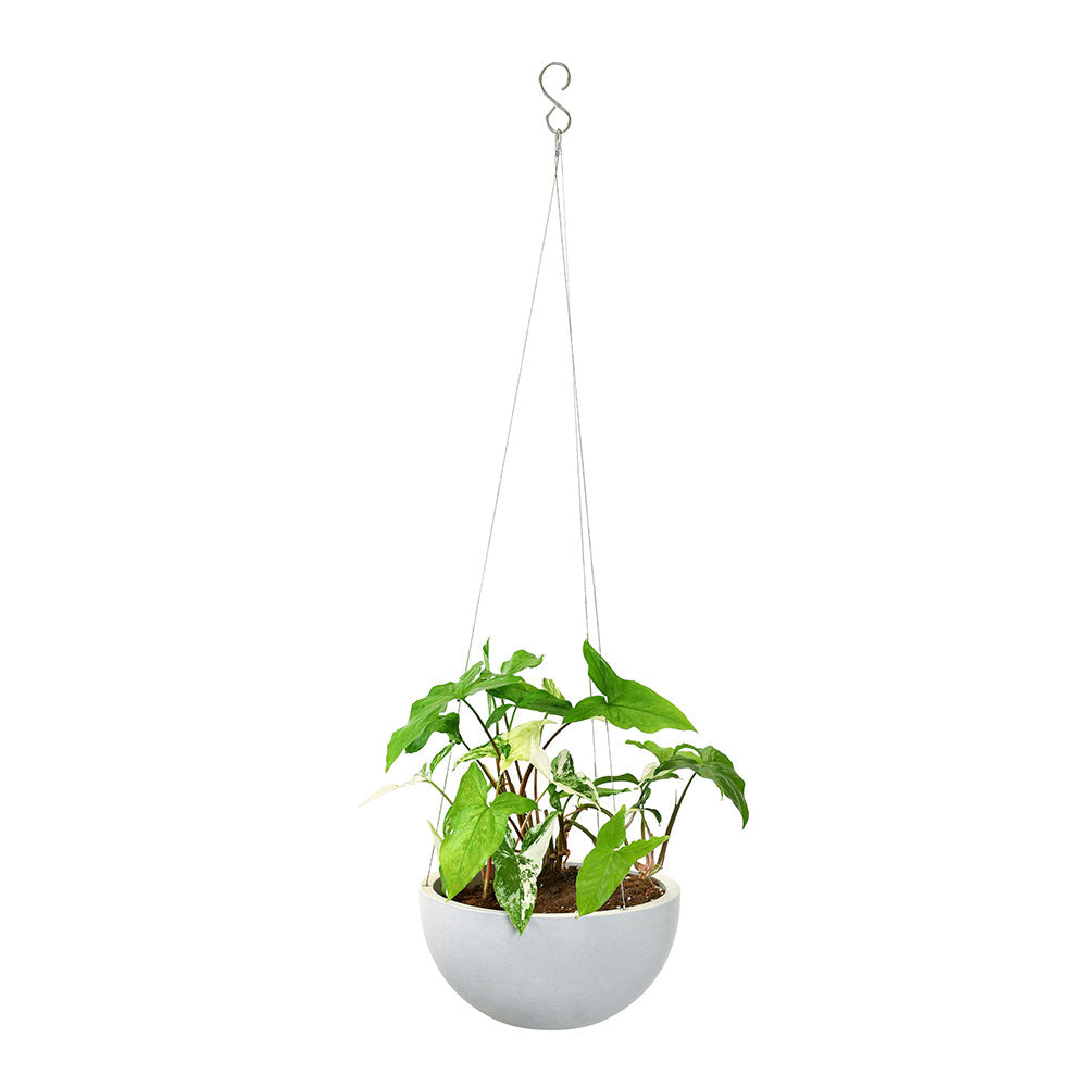 SYNGONIUM IN WHITE HANGING POT - سينجونيوم في وعاء معلق أبيض