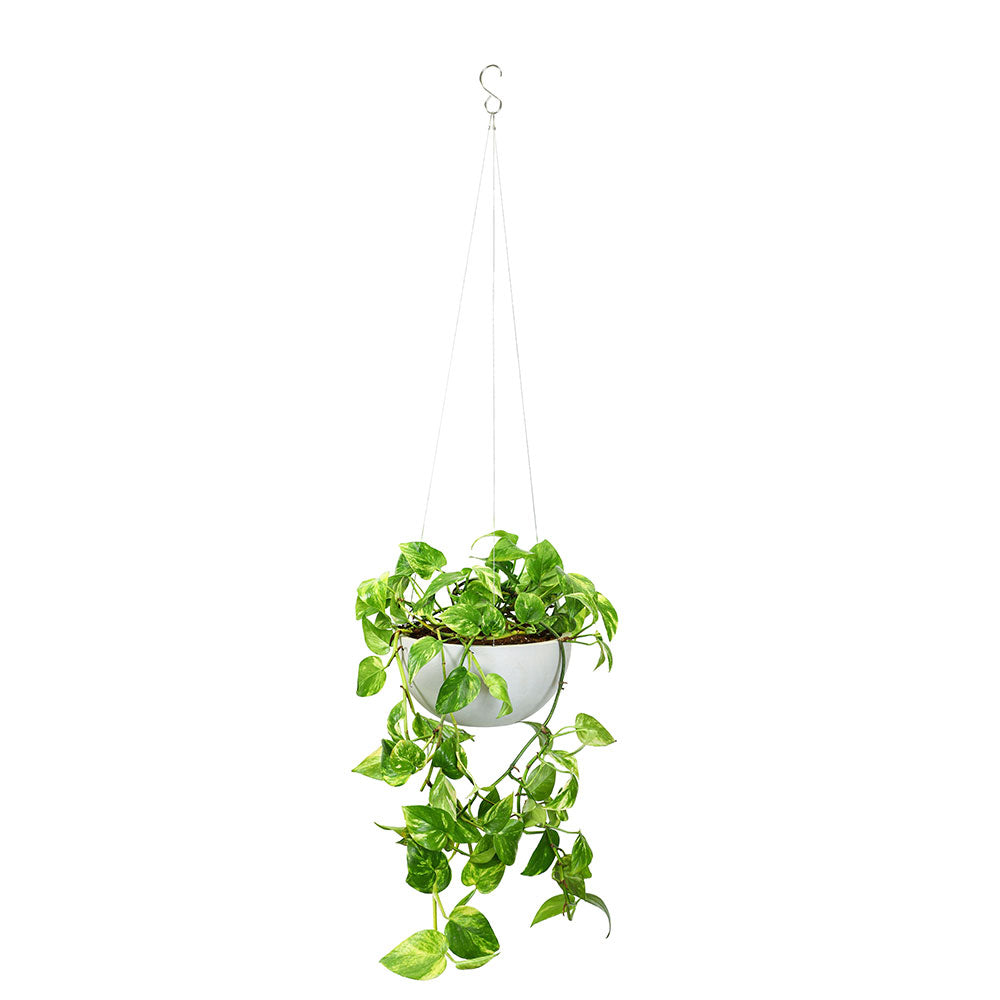 EPIPREMNUM IN WHITE HANGING POT - إيبيبريمينوم (بوتس) في وعاء معلق أبيض