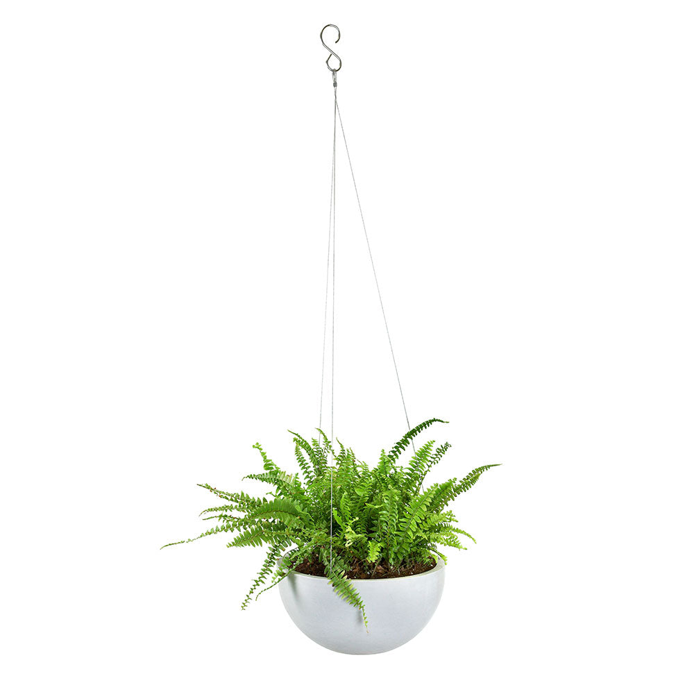 NEPHROLEPIS IN WHITE HANGING POT - نيفروبيس في وعاء معلق أبيض