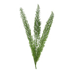 PRESERVED FOXTAIL LEAF - أوراق فوكستيل المحنطة