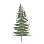 PRESERVED FERN LEAF - أوراق السرخس المحنطة