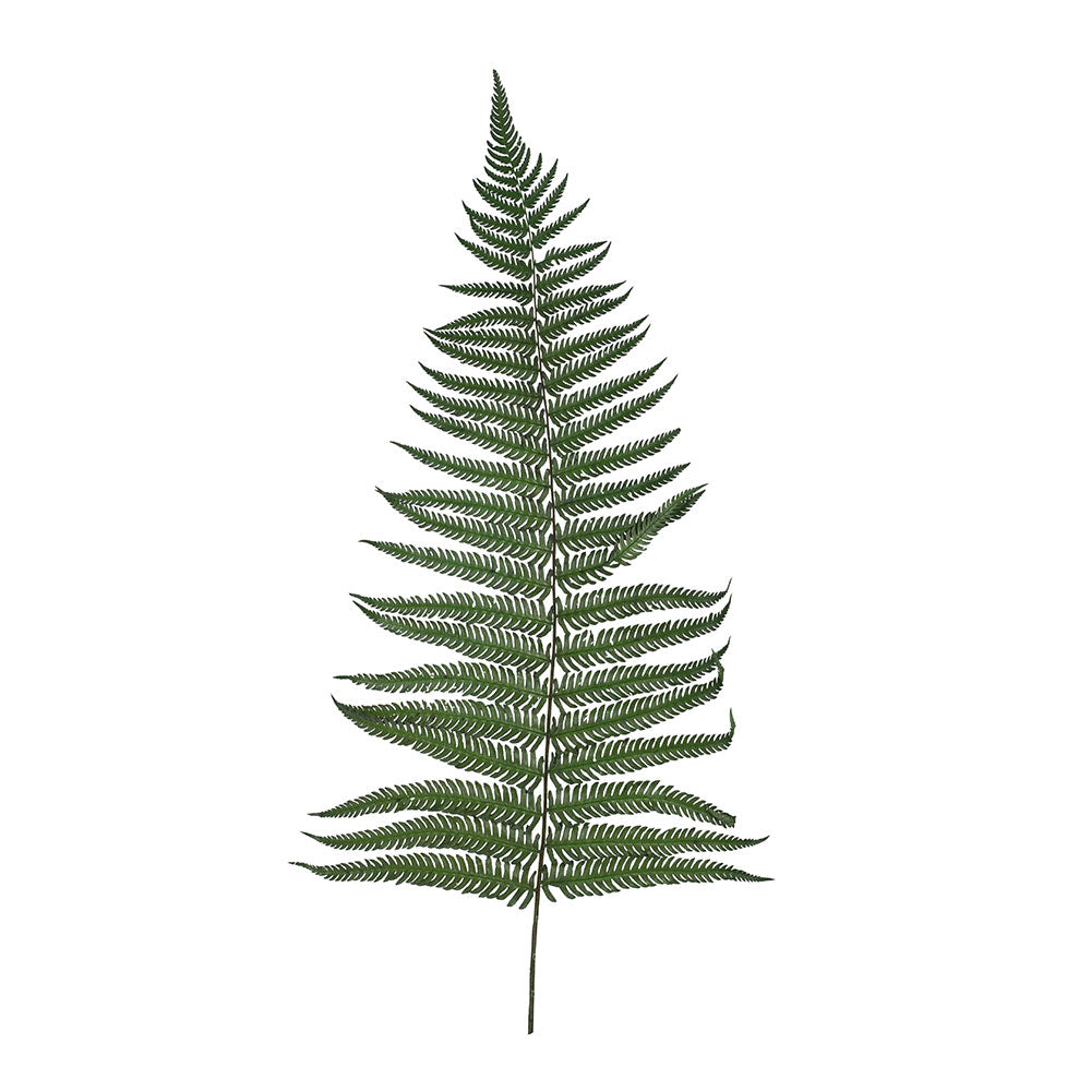 PRESERVED FERN LEAF - أوراق السرخس المحنطة