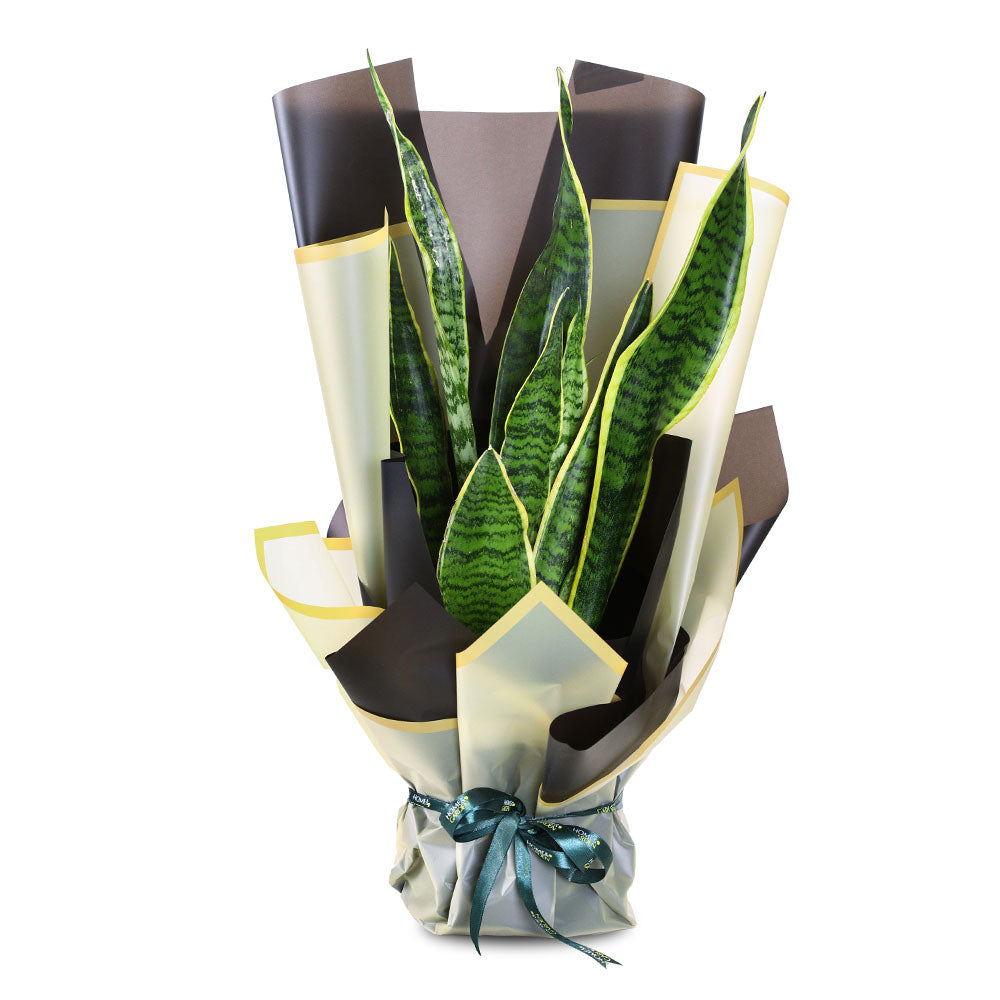 SANSEVIERIA BOUQUET - باقة سانسيفيريا