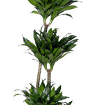 DRACAENA FRAGRANS COMPACTA - دراسينا كومباكتا