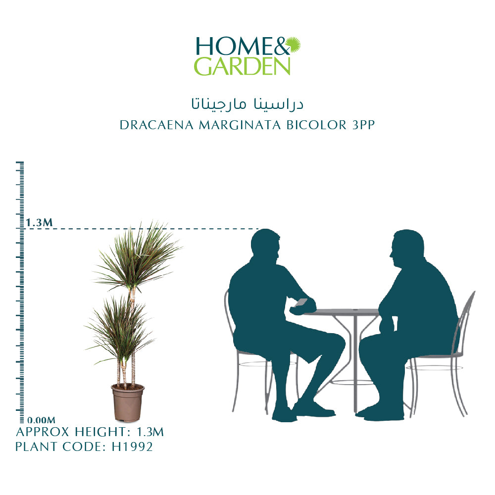 DRACAENA MARGINATA BICOLOR 3PP H130 دراسينا مارجيناتا