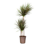 DRACAENA MARGINATA BICOLOR 3PP H130 دراسينا مارجيناتا