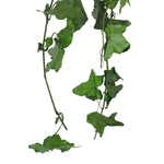 PRESERVED HEDERA HELIX MINI - هيديرا هيليكس ميني المحنطة