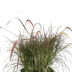 PENNISETUM SETACEUM RUBRUM 	حلفا حمراء