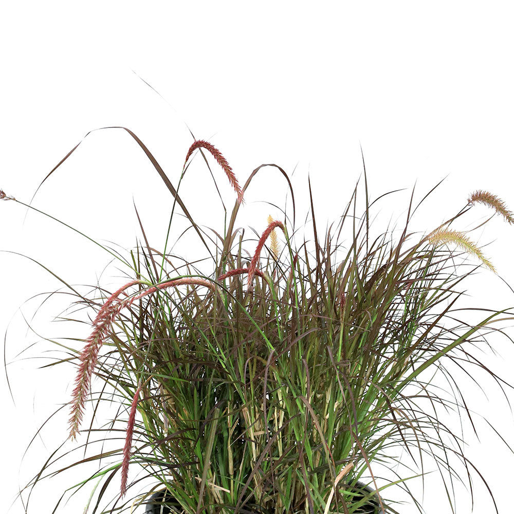 PENNISETUM SETACEUM RUBRUM 	حلفا حمراء