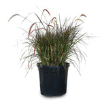 PENNISETUM SETACEUM RUBRUM 	حلفا حمراء