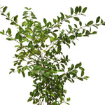 CLERODENDRUM INERME 6 LTR