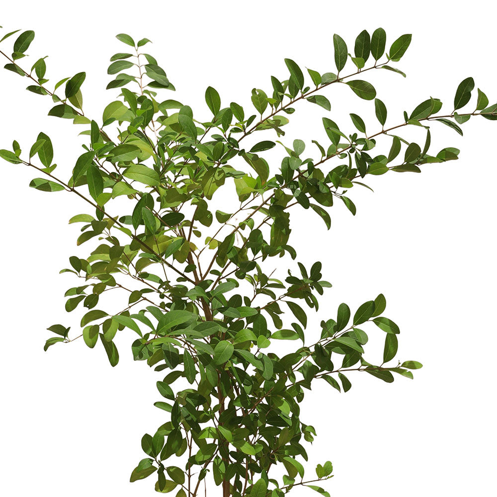 CLERODENDRUM INERME 6 LTR