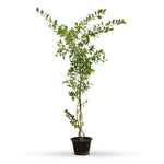 CLERODENDRUM INERME 6 LTR