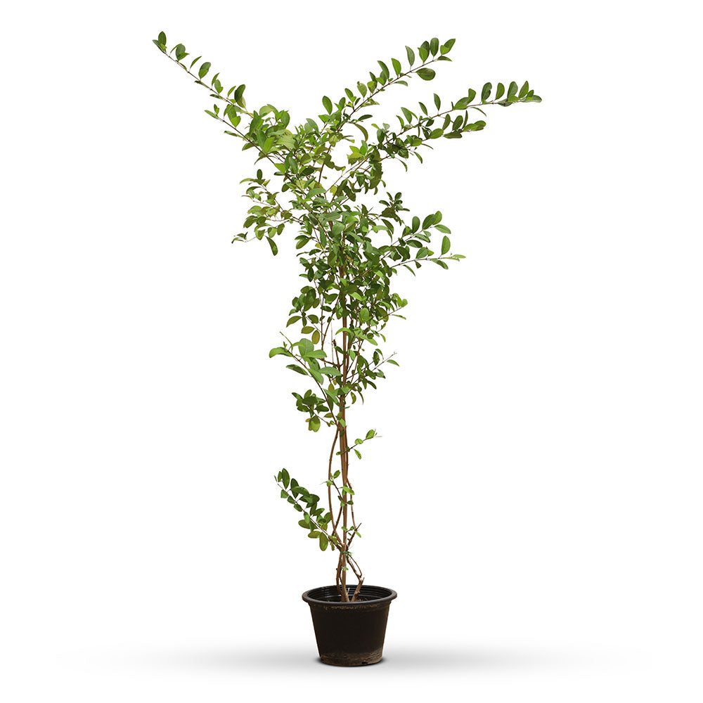 CLERODENDRUM INERME 6 LTR