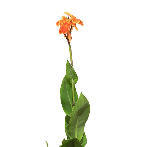 CANNA INDICA TENERIFE - LILY BULBS YELLOW