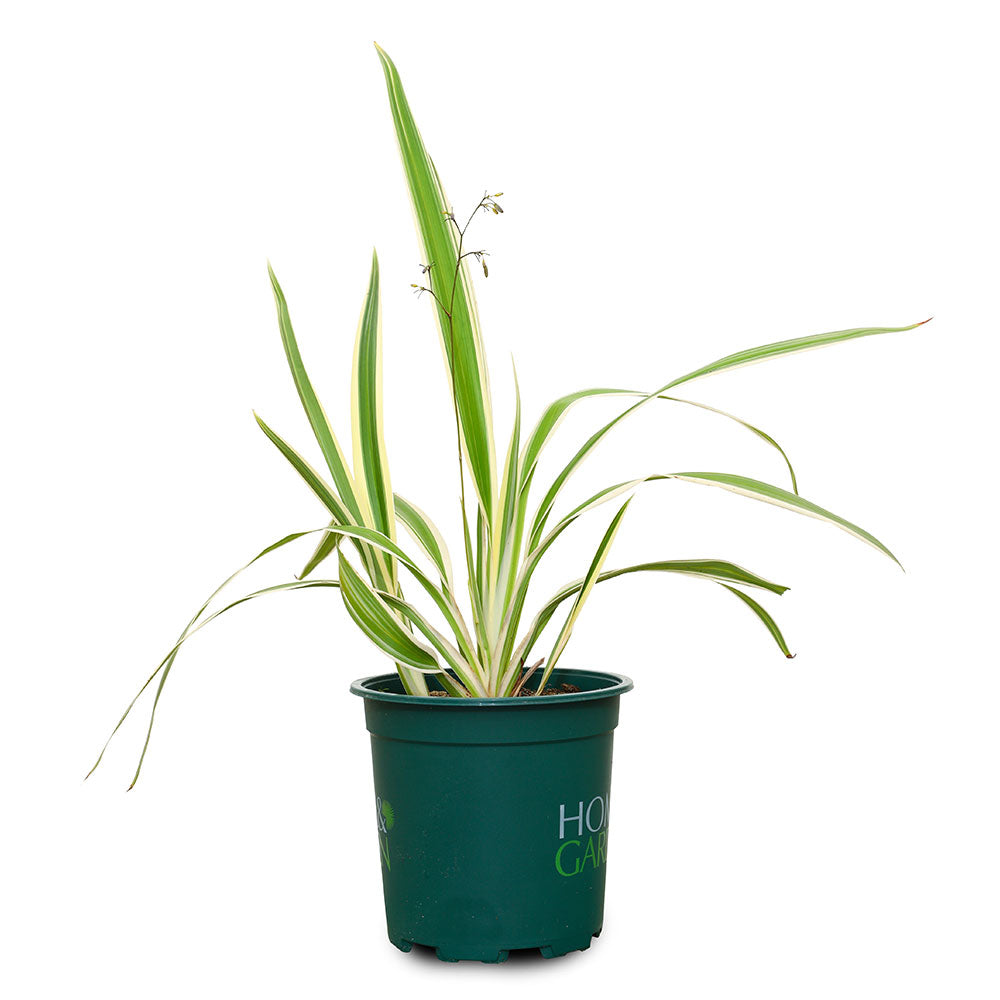 DIANELLA TASMANICA 	دانيلا