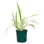 DIANELLA TASMANICA 	دانيلا