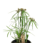 CYPERUS ALTERNIFOLIUS سايبرس