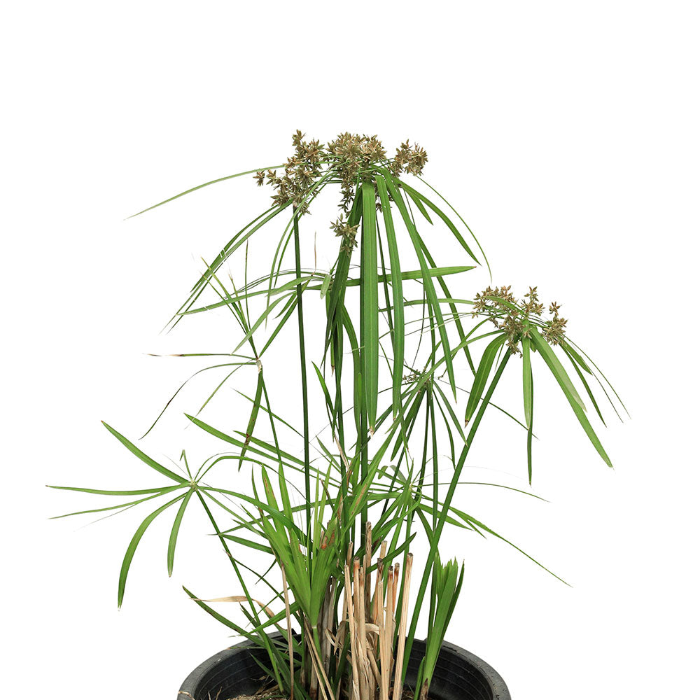 CYPERUS ALTERNIFOLIUS سايبرس