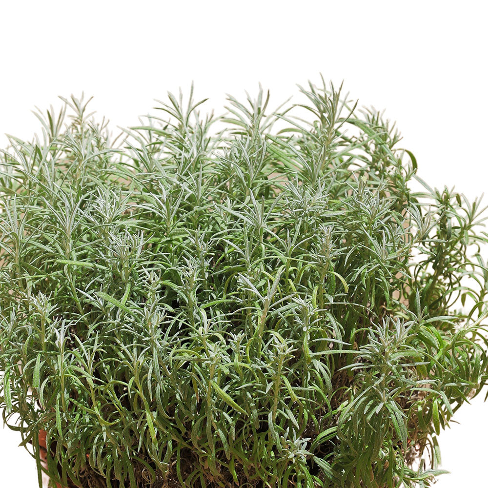 ELICRISO PLANT 3 LTR نبات اليكريسا
