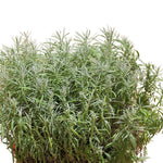 ELICRISO PLANT 3 LTR نبات اليكريسا