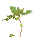 FICUS CARICA (FIG) نبات التين